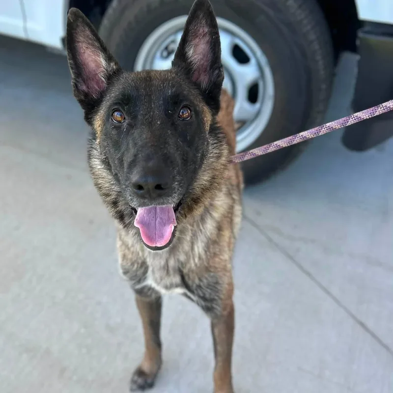 An adult large-sized female Belgian Shepherd / Malinois dog named Bonnie for adoption in Manchester, TN