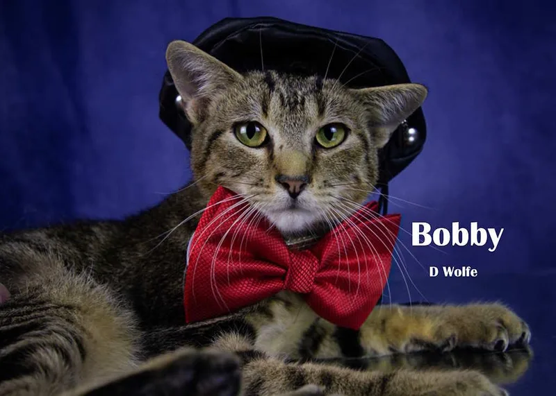 A young medium-sized male Tabby (Gray / Blue / Silver) Domestic Short Hair cat named Bobbie for adoption in York, NE