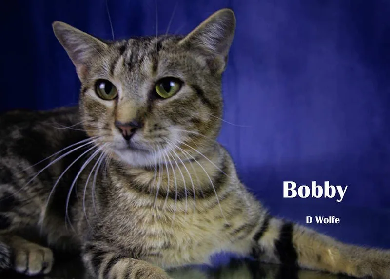 Bobbie thumbnail 2
