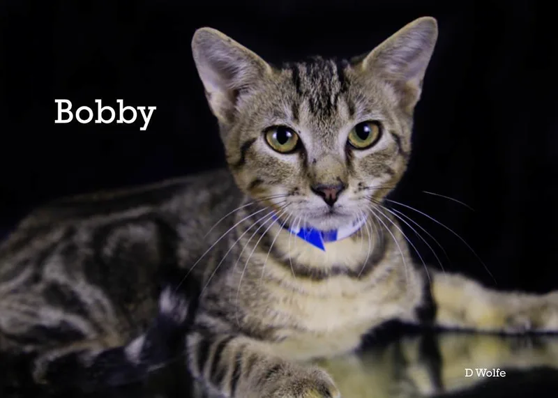 Bobbie thumbnail 5