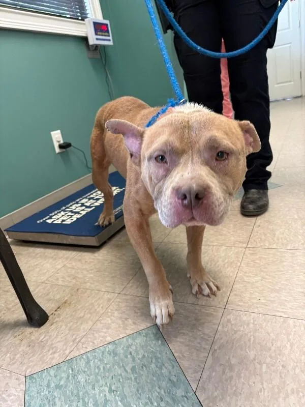 An adult medium-sized male Brown / Chocolate Pit Bull Terrier dog named Tank for adoption in Providence Forge, VA