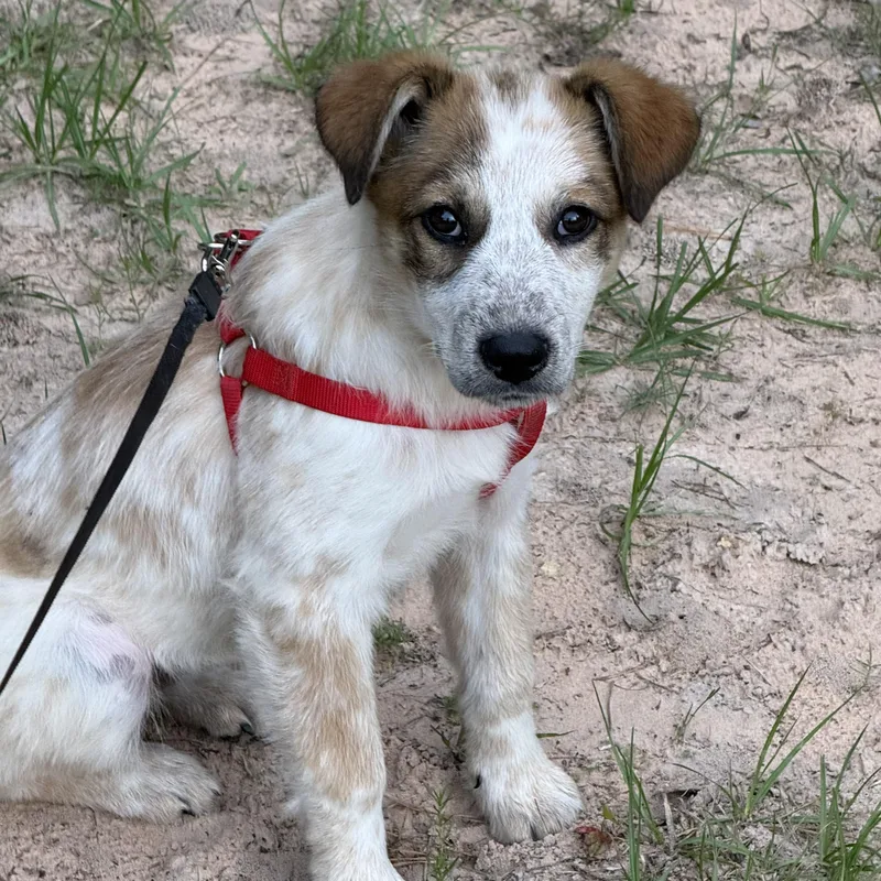 A baby small-sized male Parson Russell Terrier dog named Boomer for adoption in Sumter, SC