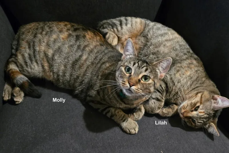 Lilah thumbnail 3