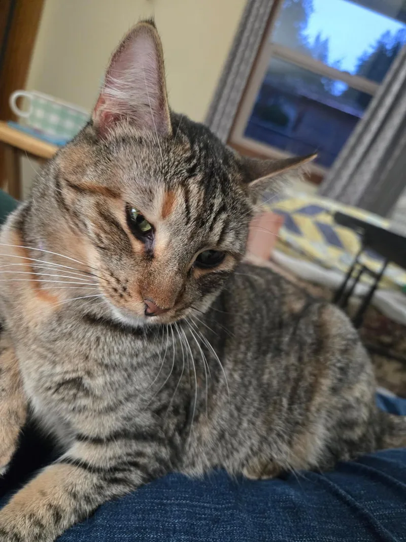 Lilah thumbnail 5