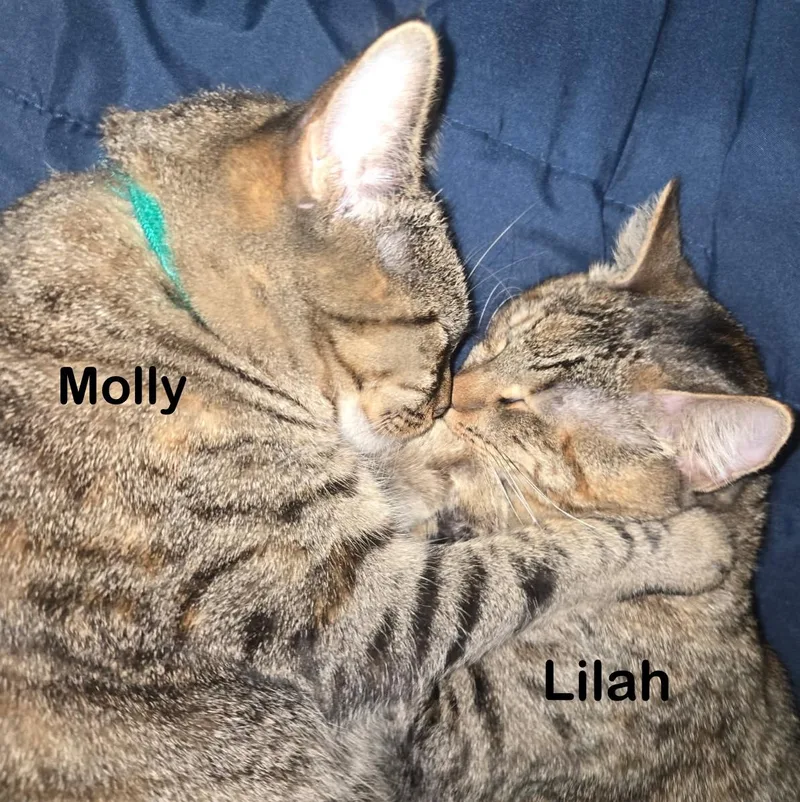 Lilah thumbnail 6