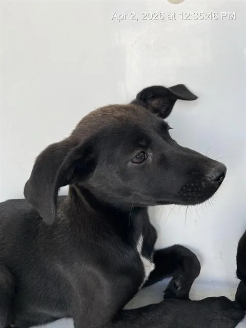 A baby small-sized female German Shepherd Dog dog named Dragon for adoption in Augusta, GA