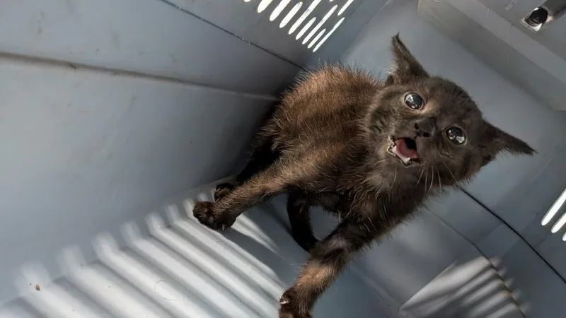 A baby small-sized male Black Domestic Short Hair cat named Slayer for adoption in Evansville, IN