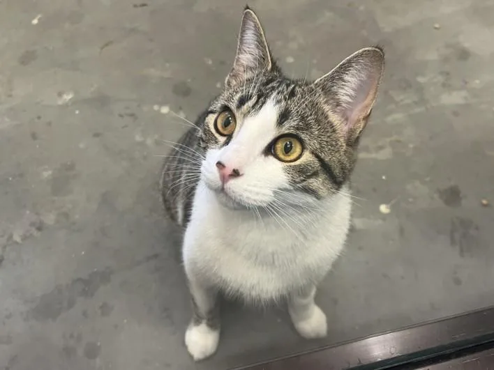 A young small-sized male Domestic Short Hair cat named Louie for adoption in Chapel Hill, NC