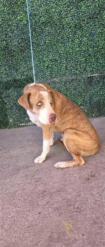 A senior large-sized male Brown / Chocolate Mixed Breed dog named 61647980 for adoption in El Paso, TX