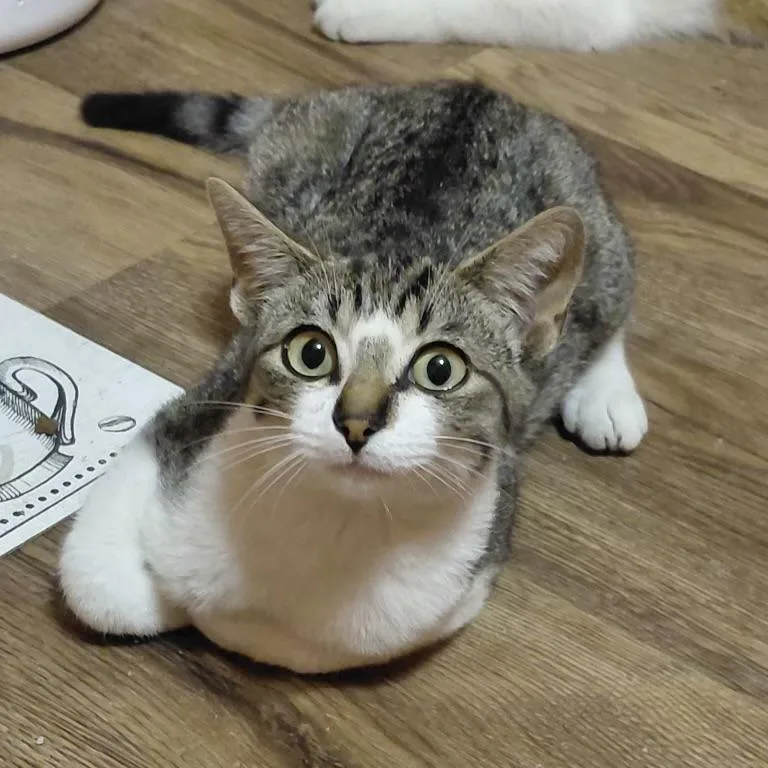 A baby small-sized male Tabby (Gray / Blue / Silver) Domestic Short Hair cat named Cricket for adoption in Bentonville, AR
