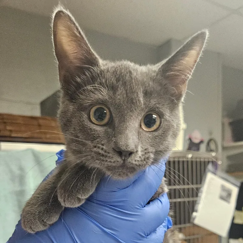 A baby small-sized female Gray / Blue / Silver Domestic Short Hair cat named Vanilla for adoption in Birdsboro, PA