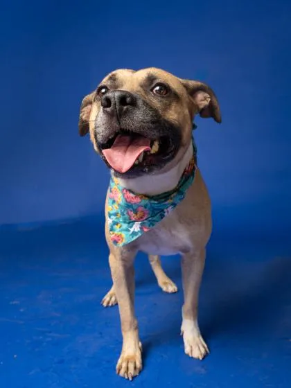 An adult large-sized male Pit Bull Terrier dog named Sammy for adoption in Atlanta, GA