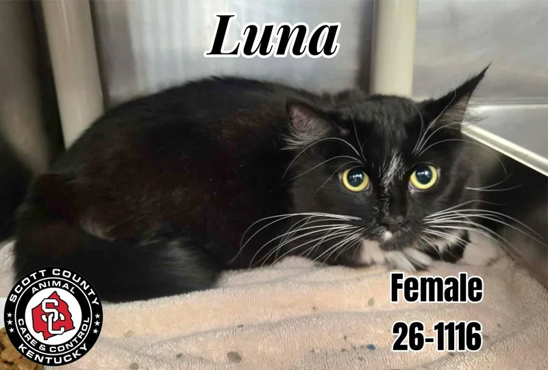 An adult small-sized female Domestic Medium Hair cat named Luna for adoption in Georgetown, KY