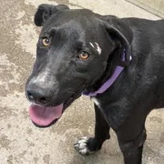 A young medium-sized male Black Labrador Retriever dog named Carlos for adoption in Green Valley, AZ