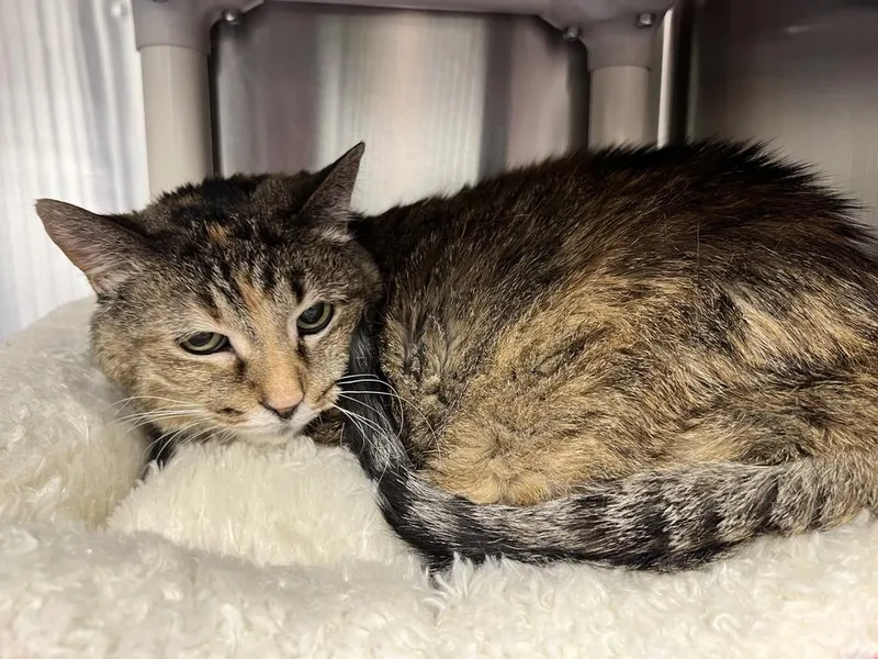 A senior large-sized female Brown / Chocolate Domestic Short Hair cat named Lumen for adoption in Bowling Green, OH
