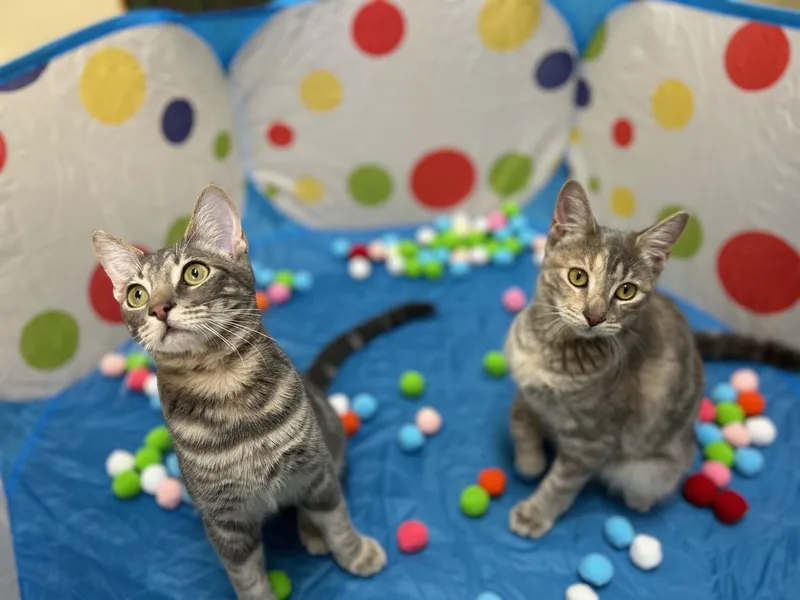 Lacey  Bonded Pair thumbnail 2