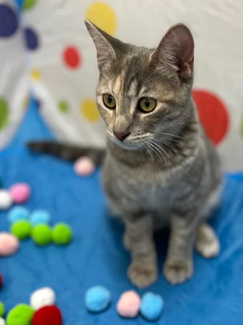 Lacey  Bonded Pair thumbnail 3