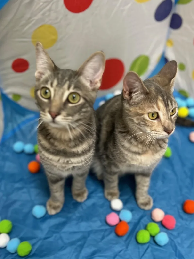 Lacey  Bonded Pair thumbnail 4