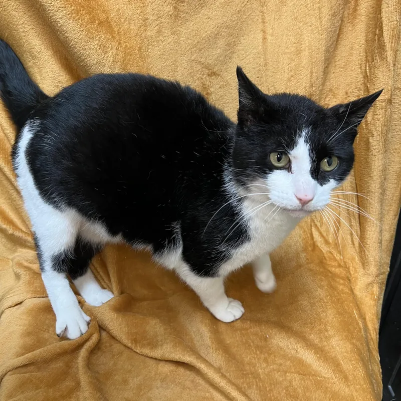 An adult medium-sized male Black & White / Tuxedo Domestic Short Hair cat named Bowie for adoption in Fairmont, MN