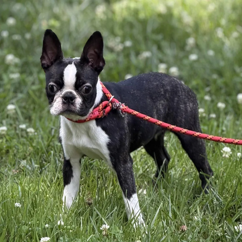 Bugsy thumbnail 2