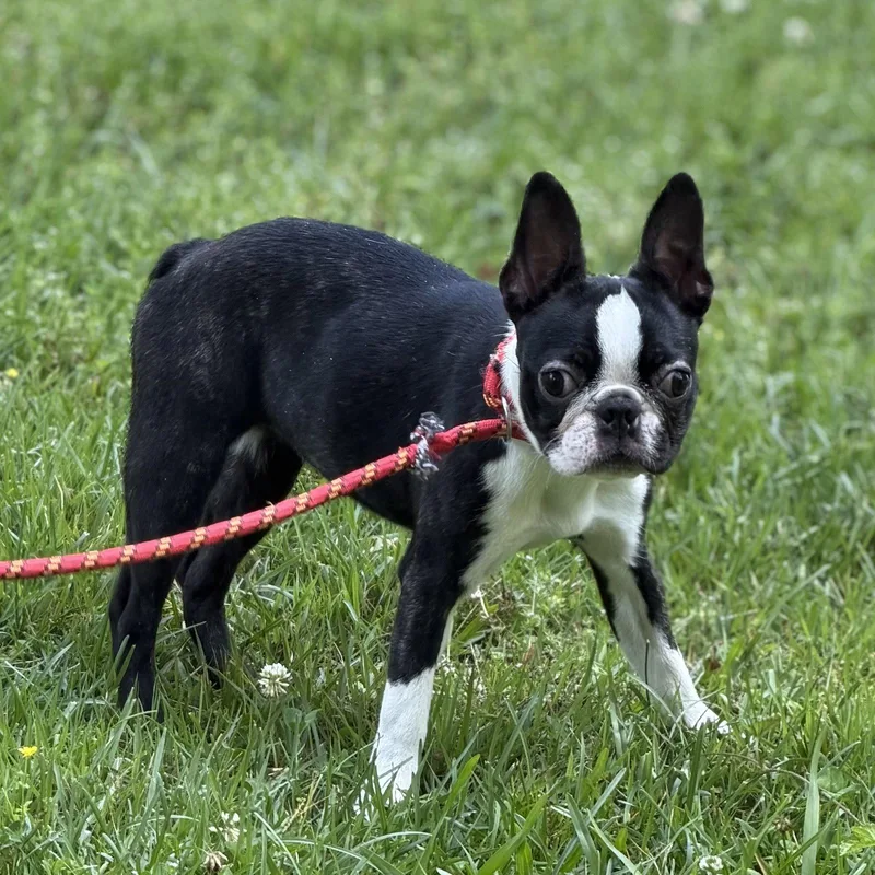 Bugsy thumbnail 3