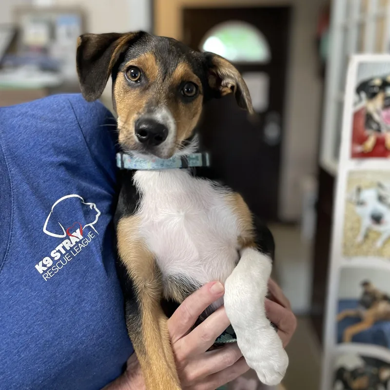 A baby medium-sized male Beagle dog named Coco for adoption in Oxford, MI