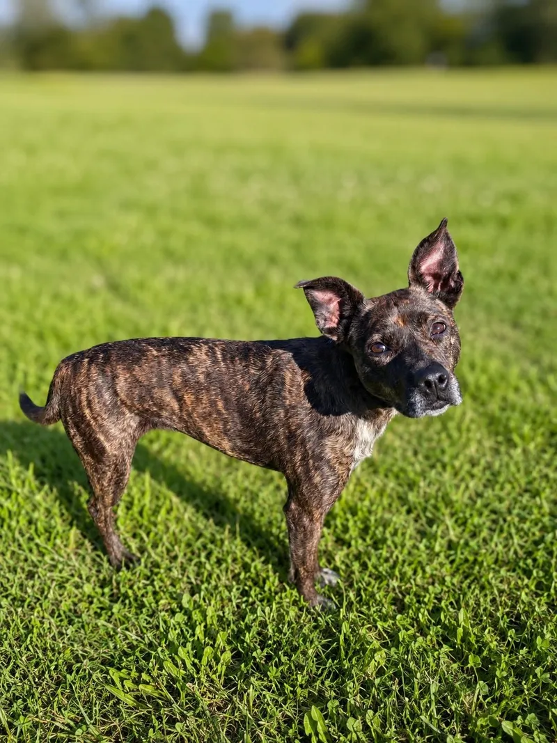 An adult medium-sized female Brindle Feist dog named Addie for adoption in Wooster, OH