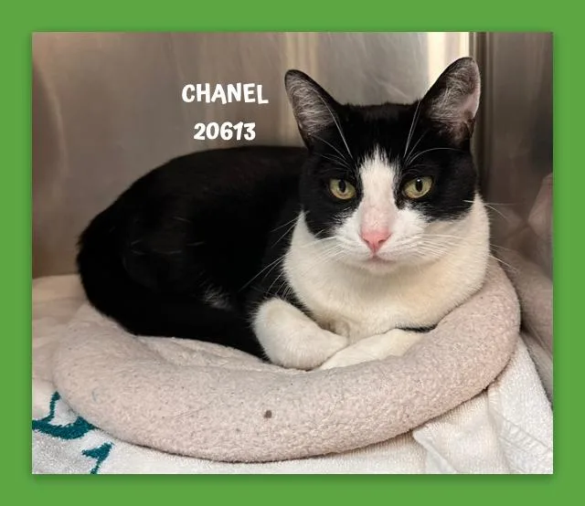 An adult medium-sized female Black & White / Tuxedo Domestic Short Hair cat named Chanel for adoption in Marietta, GA