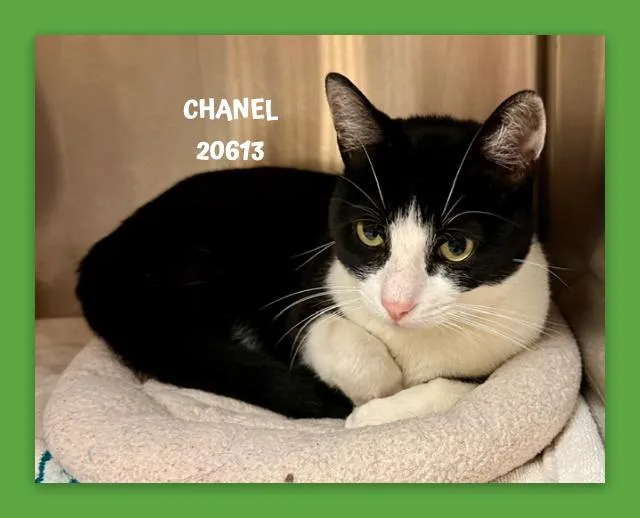 Chanel thumbnail 4