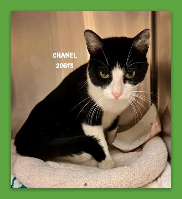 Chanel thumbnail 5