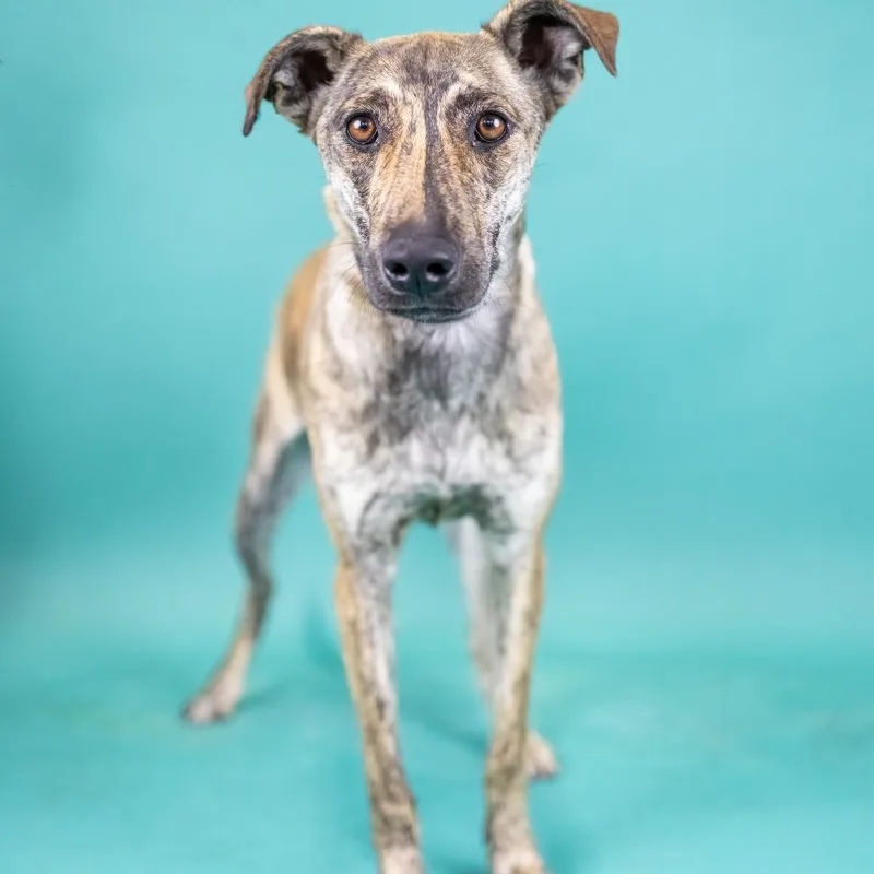 A young medium-sized male Brindle Mixed Breed dog named Macey for adoption in Portland, OR