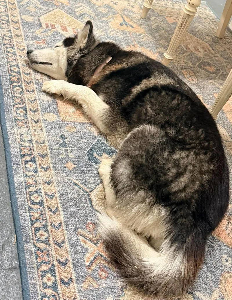 An adult large-sized female Siberian Husky dog named Willow for adoption in Gregory, TX