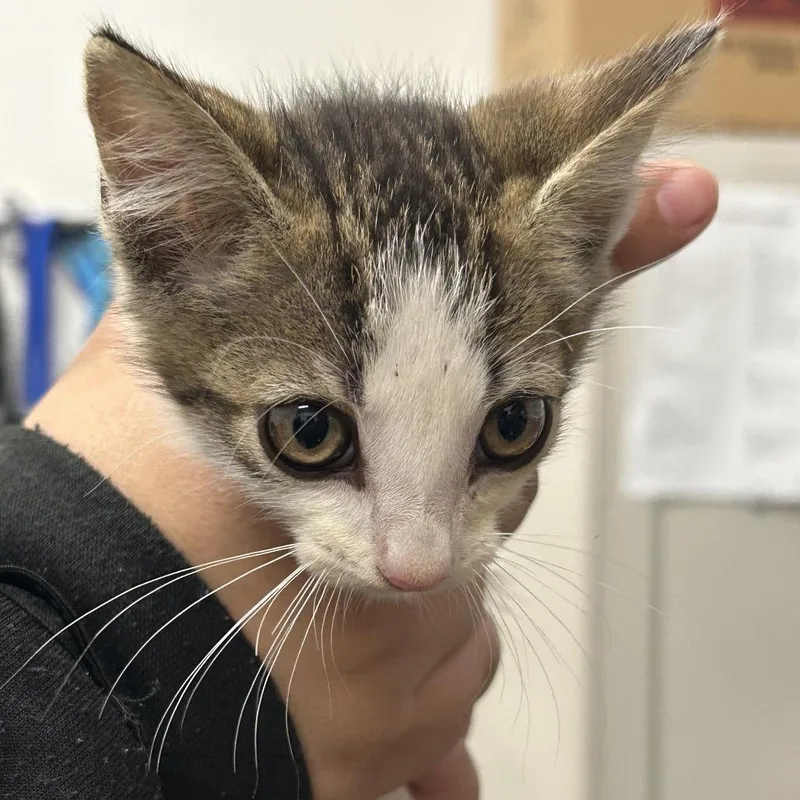A baby small-sized male Gray / Blue / Silver Domestic Short Hair cat named Hot Fries for adoption in League City, TX
