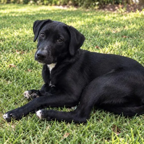 A baby small-sized female Black Retriever dog named Turnipgreen Lonestar for adoption in Rockaway, NJ