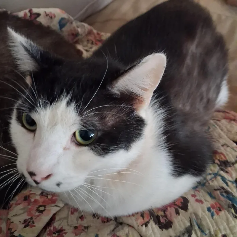 An adult small-sized male Black Domestic Short Hair cat named Rk for adoption in Huntington, WV