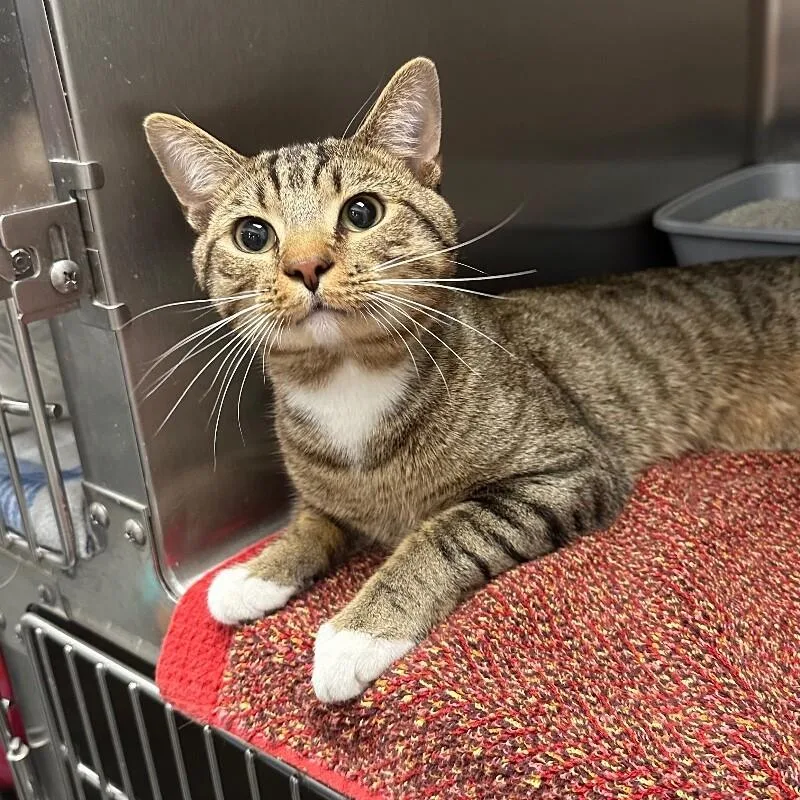 A young medium-sized male Domestic Short Hair cat named Gibson for adoption in Roanoke, VA