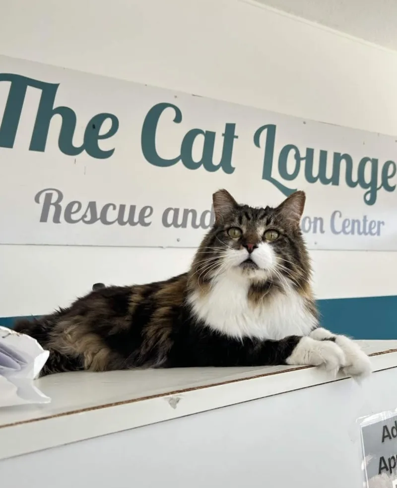 A senior large-sized male Brown / Chocolate Domestic Long Hair cat named Panda for adoption in La Jolla, CA