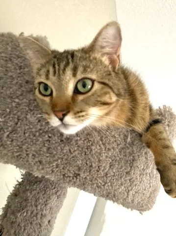 Carsonville Cacao thumbnail 3