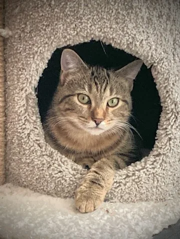 Carsonville Cacao thumbnail 4