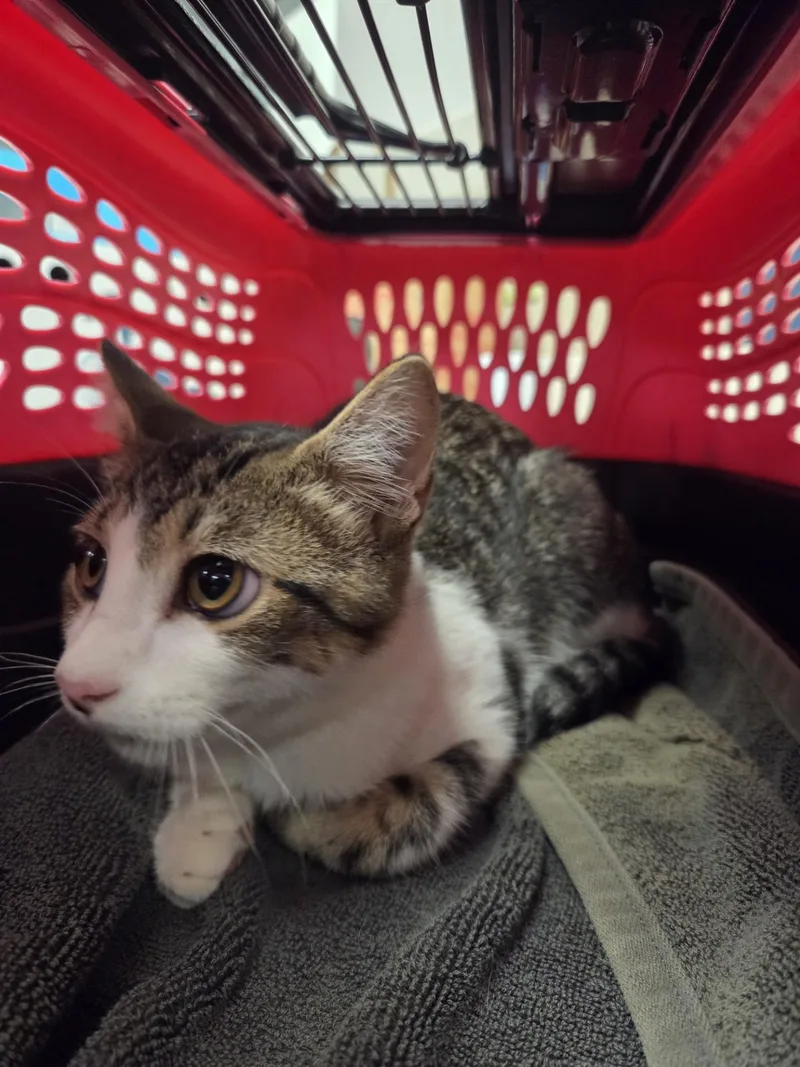 A young medium-sized male Tabby (Brown / Chocolate) Domestic Short Hair cat named Clarence for adoption in Allen, TX