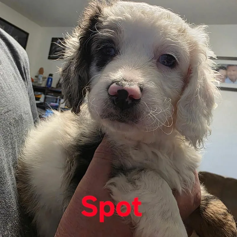 A baby small-sized female White / Cream Mixed Breed dog named Spot for adoption in Bismarck, ND