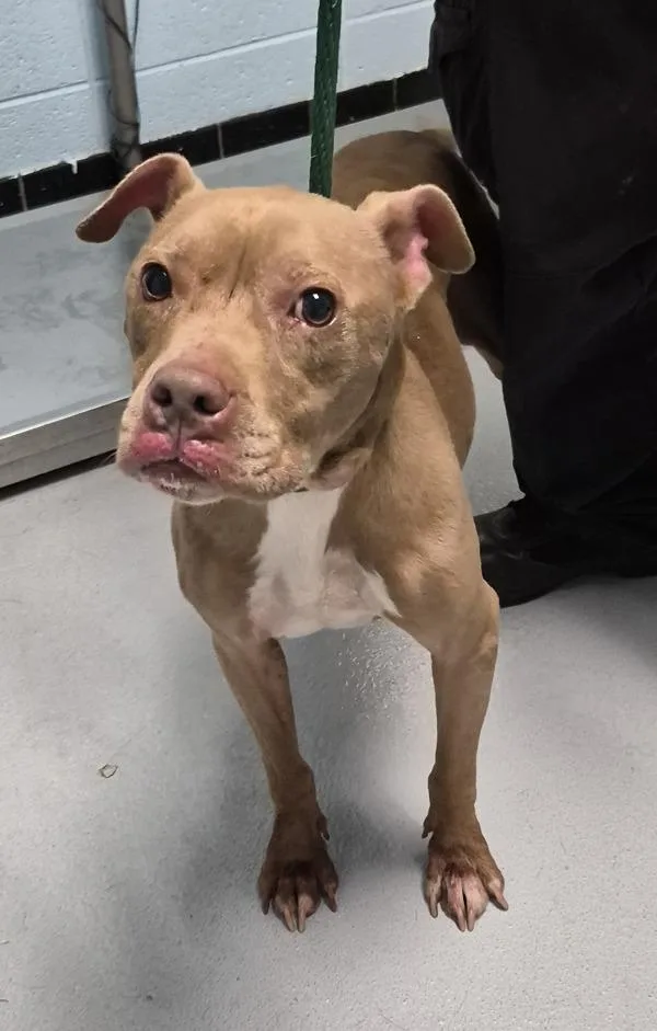 An adult medium-sized female Pit Bull Terrier dog named Pen Nico for adoption in Lawrenceville, GA