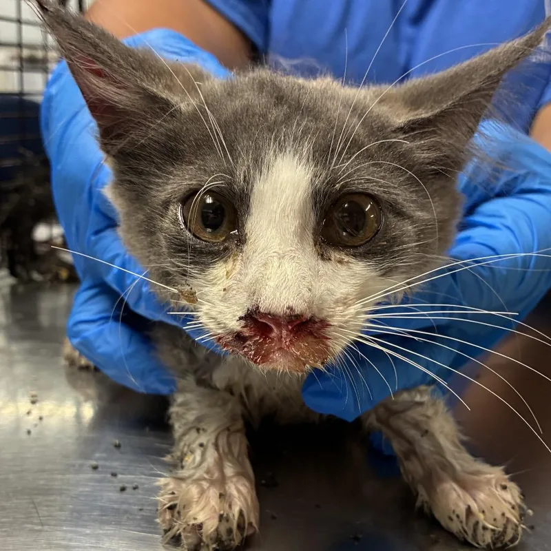 A baby small-sized male Domestic Short Hair cat named Mike for adoption in Edinburg, TX