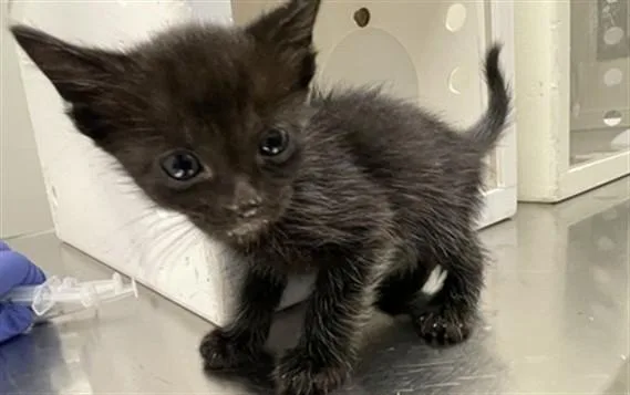 A baby small-sized male Domestic Short Hair cat named Poe for adoption in Ontario, CA