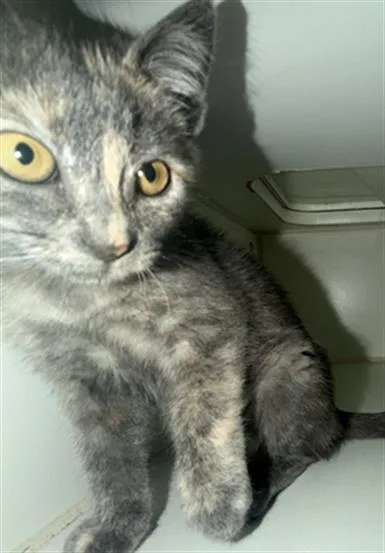 A baby small-sized female Domestic Short Hair cat named Bebe for adoption in Long Beach, CA