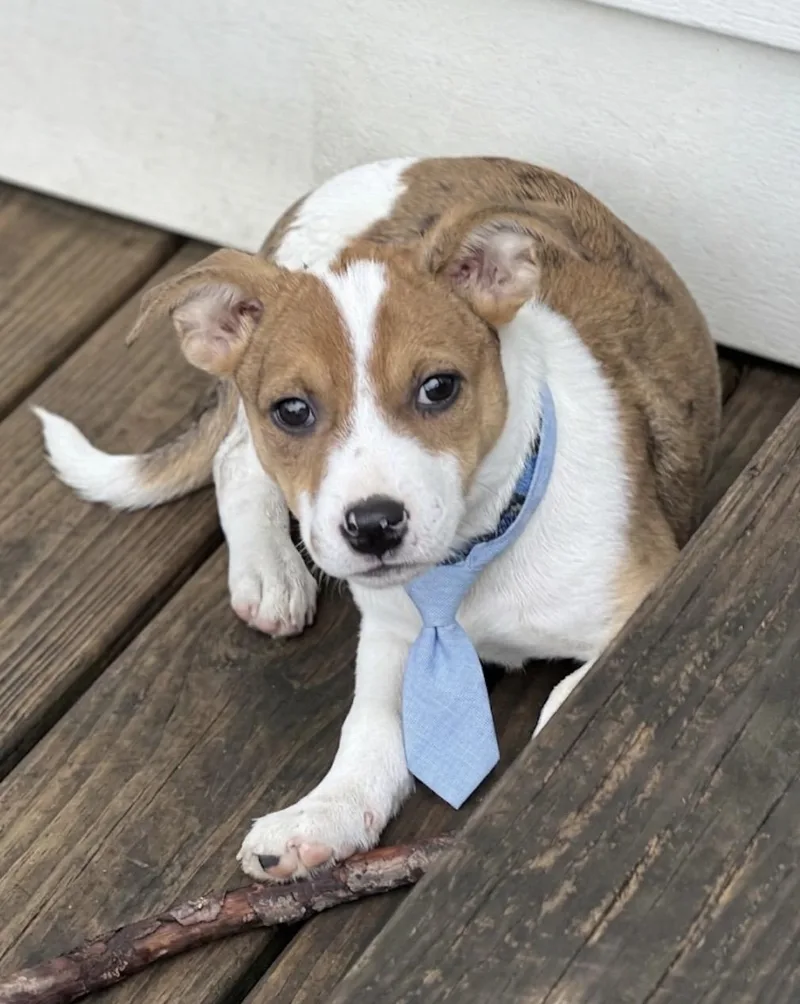 A young small-sized male Brown / Chocolate Terrier dog named Jessie for adoption in Cypress, TX