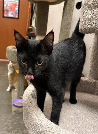 A young small-sized male Black Domestic Short Hair cat named Binx for adoption in Capshaw, AL