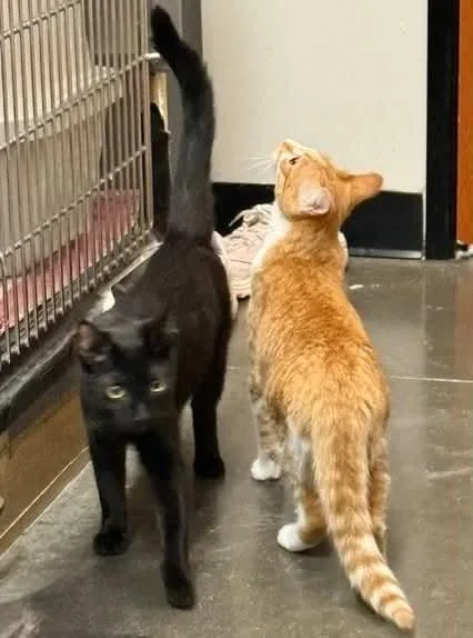 Binx thumbnail 2