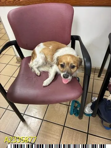 An adult small-sized male Mixed Breed dog named Pringle for adoption in West Palm Beach, FL