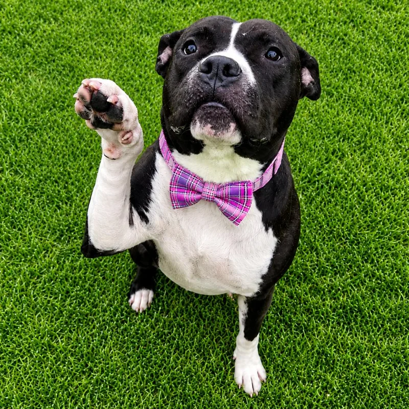 An adult large-sized female Black American Bulldog dog named Brenda for adoption in Binghamton, NY